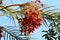 A rich harvest of dates on date palms in a city park in northern Israel