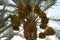 A rich harvest of dates on date palms in a city park in northern Israel