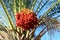 A rich harvest of dates on date palms in a city park in northern Israel