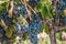 Rich harvest of grapes in Provence - a good year