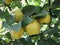 Rich harvest - juice ripe yellow quinces hanging on branch