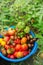 A rich harvest of various varieties of tomatoes