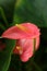 Rich pink anthurium flowers on tall stems