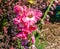 Rich Pink Gladiola Close-up