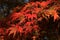 Rich red autumn leaves of Palmate maple tree, also called Emperor maple, latin name Acer Palmatum