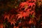 Rich red autumn leaves of Palmate maple tree, also called Emperor maple, latin name Acer Palmatum
