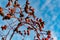 Rich red rosehip berries against a clear blue sky grow in a large group on the branches