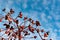 Rich red rosehip berries against a clear blue sky grow in a large group on the branches