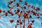 Rich red rosehip berries against a clear blue sky grow in a large group on the branches