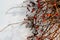 Rich red rosehip berries on the background of cold white snow, grow in a large group on the branches of a bushy rose and winter un