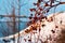 Rich red rosehip berries on the background of cold white snow, grow in a large group on the branches of a bushy rose and winter un