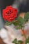 Rich red velvety velvet rose on a mysterious blurred background