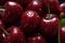 Rich scarlet cherries, a vibrant cluster of deep red sweetness