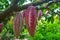 A rich tree branches full of ripe cocoa pods. Chocolate fruit hanging on the tree, special gourmet type of cocoa beans