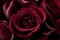 The rich and velvety texture of a deep burgundy rose petal, capturing the essence of romance and passion