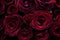 The rich and velvety texture of a deep burgundy rose petal, capturing the essence of romance and passion