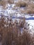 Rich warm browns of winter cattails against a snowy and icy river