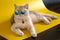 Rich white British cat wears gold sunglasses lies on an yellow background.