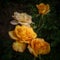 rich yellow roses on a dark background