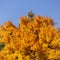 Rich yellow tree canopy in autumn, clear blue sky background