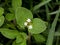 Richardia scabra, commonly called as rough Mexican clover  or Florida pusley , selective focus