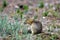 Richardson`s Ground Squirrel   604613