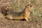Richardson`s ground squirrel, Urocitellus richardsonii, at Horsethief Canyon Badlands along the Red Deer River in Alberta, Canada