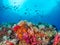Richest reefs in the world. Misool, Raja Ampat, Indonesia