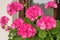 Richly blooming geranium flowers on the windows