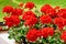 Richly blooming geranium flowers on the windows