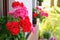 Richly blooming geranium flowers on the windows