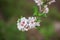 Richly flowering almond branch on green grass background.