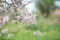 Richly flowering almond branches on green grass background.