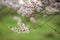 Richly flowering almond branches on green grass background.