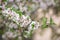 Richly flowering branch against a background of flowering almond in unfokus