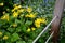 Richly overgrown yellow tufts covering many flowerbeds near houses, where against the background of a flowerbed fence made of rope