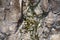 Richly structured rock surface with some moss - detail view of the vertical wall of the Bornstein, which is part of the