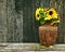 Richly toned sunflowers on wood.