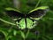 Richmond Birdwing Butterfly