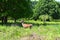 Richmond Park with a Red Female Deer walking across