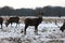 Richmond park in the snow