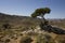 Richtersveld National Park, South Africa.