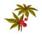 Ricinus or Castor Oil Plant with Green Palmate Leaves and Red Fruit Vector Illustration