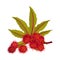 Ricinus or Castor Oil Plant with Green Palmate Leaves and Red Fruit Vector Illustration