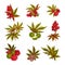 Ricinus or Castor Oil Plant with Green Palmate Leaves and Red Fruit Vector Set