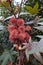 Ricinus communis branch close up