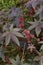 Ricinus communis branch close up