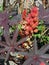 Ricinus communis `Carmencita Bright Red`, Zagreb Botanical garden