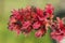 Ricinus communis the castor bean or oil plant very toxic with beautiful white and red flowers as well as fruits of intense red