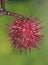 Ricinus communis the castor bean or oil plant very toxic with beautiful white and red flowers as well as fruits of intense red